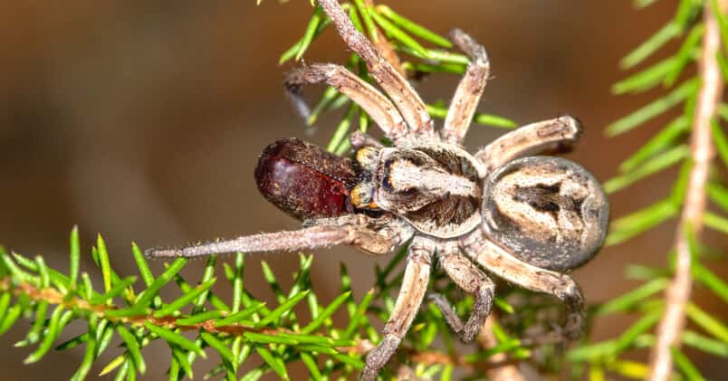 The Ten Creepiest Spiders of North America - Cool Green Science